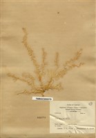 藏品(裂片石蓴)的圖片